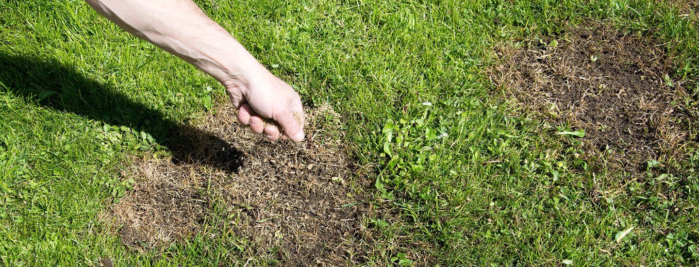 Rasenpflege zum Jahresende | Gartentipps vom Profi